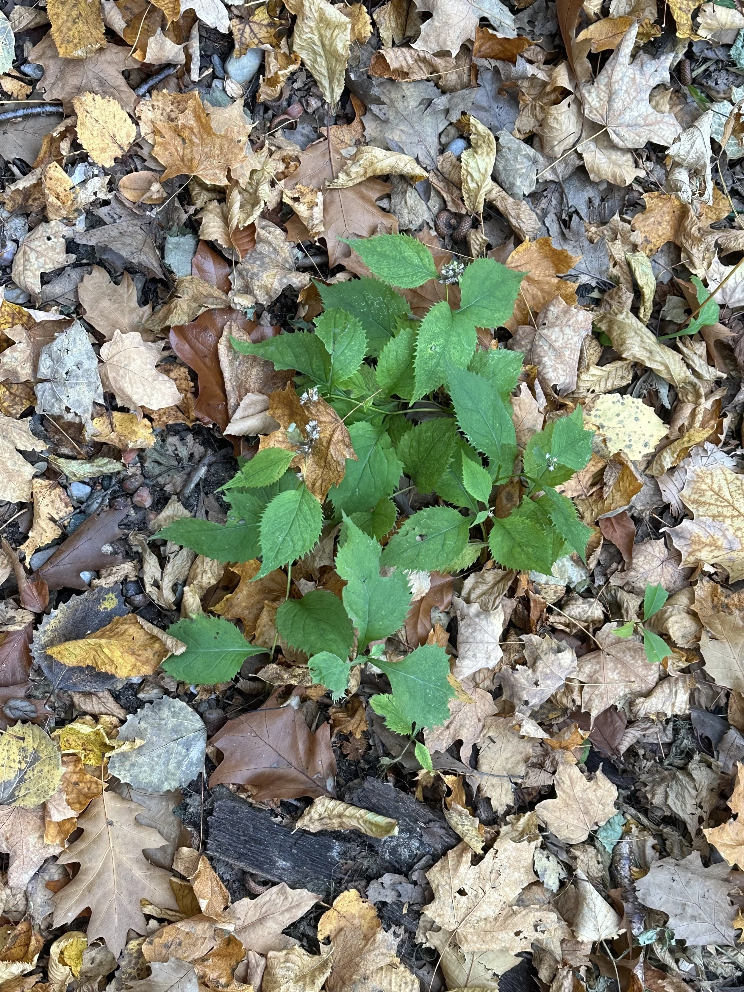 green leaves Chameleon ZZ Plant | medium – Costa Farms